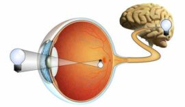 Eye diagram showing how vision is processed into the brain