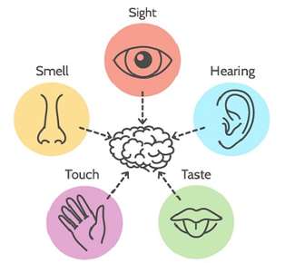 Human senses and brain chart