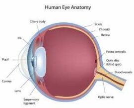 Human Eye Anatomy Chart